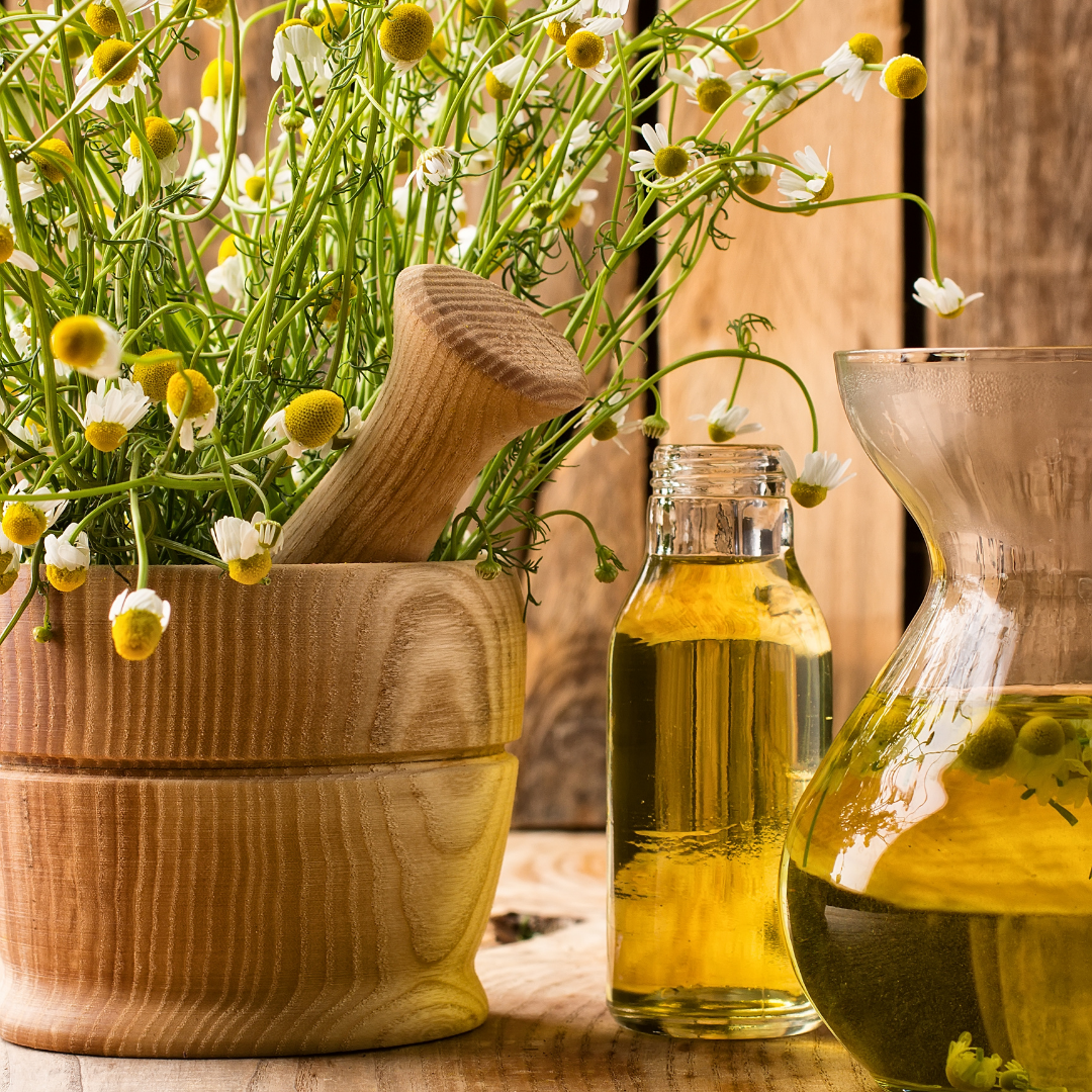 The Uses and Benefits of Roman Chamomile Essential Oil – Natural